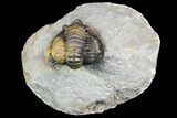 Diademaproetus Trilobite - Multi-Colored Shell #92923-1